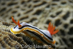 Taken at Batangas, Philippines. by Carlo Navarro 